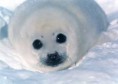 /album/animais%20em%20vias%20de%20extin%c3%a7%c3%a3o/foca-das-neves-jpg/